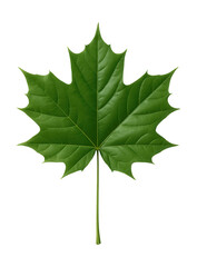 Fototapeta premium Norway maple leaf featuring five lobes and a smooth green surface.