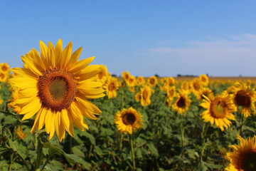 Fototapeta premium A field of sunflowers with a single yellow flower in the foreground