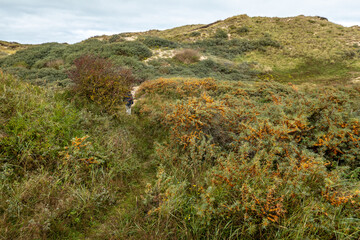 View on coastal sand dunes of the Netherlands on a cloudy day in autumn 