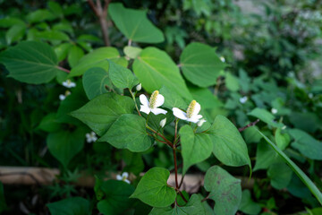 緑に映えるドクダミの白い苞と花穂