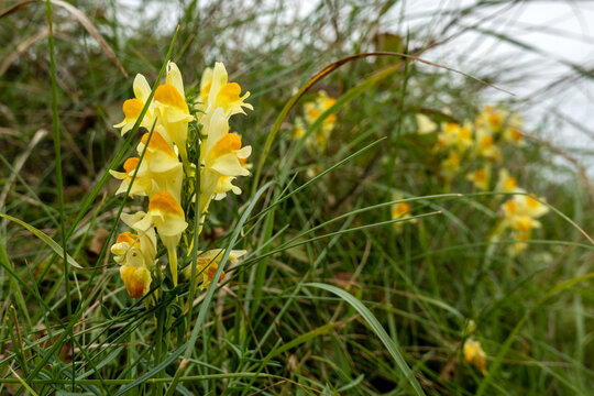 Bright yellow flowering common toadflax (Linaria vulgaris) in autumn, growing on sandy soils of coastal dunes of the Netherlands