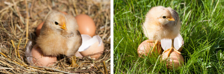 baby chicken with broken eggshell and eggs in the straw nest
