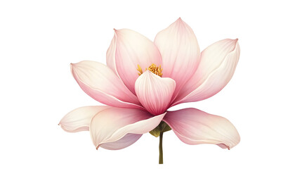 Obraz premium Pink Lotus Flower Blooming on Transparent Background in Artistic Style