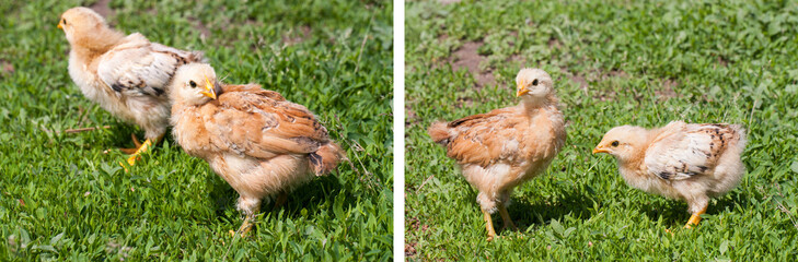 two yellow baby chicken in the green grass