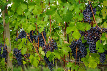 Grapes and vineyards