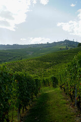 Grapes and vineyards