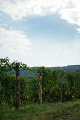 Grapes and vineyards