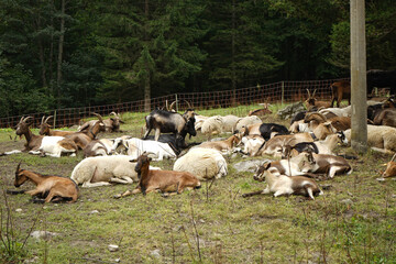 Fototapeta premium Goats and sheep rest in a pasture