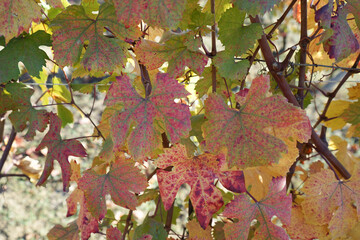 Langhe vine leaves