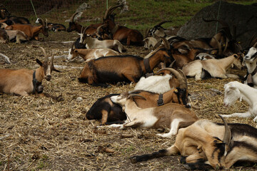 Herd Goats Rests Mountain
