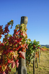 Vineyards in Langhe