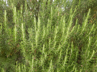 A rich green rosemary plant
