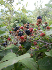 Bush with blackberries in the woods of La Morra, Piedmont - Italy