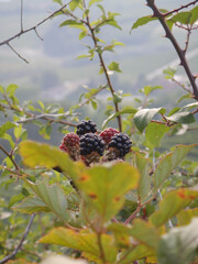Bush with blackberries in the woods of La Morra, Piedmont - Italy