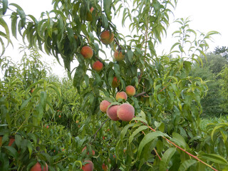 Peach tree in the Langhe