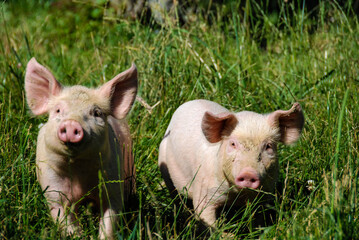 Some piglets run in a meadow