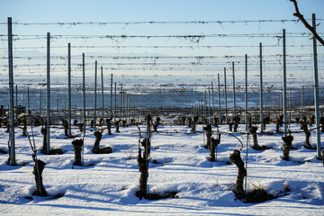 Vineyard in the Langhe hills, Italy