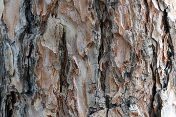 Detailed close-up of rough tree bark with layered peeling textures in natural shades of brown and gray