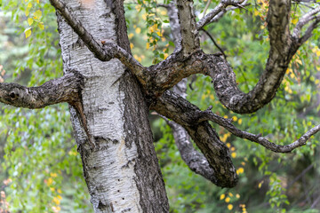 Close-up of a birch tree trunk with twisted, textured branches extending outward, surrounded by green foliage in the background