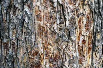 Close-up view of a tree trunk with rough, layered bark showing natural cracks and peeling patterns