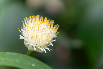 Macro shot of a delicate white flower with numerous yellow-tipped stamens, isolated against a...