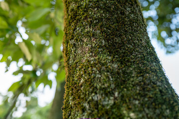 しっとり苔と着生する草のディテール