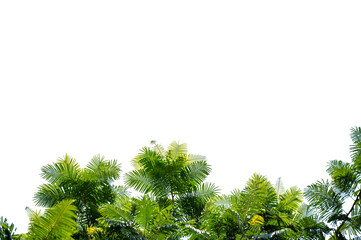 Green Tree Branch Canopy with Fresh Leaves Transparent PNG for Nature and Eco Design