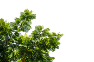 Green Tree Branch Canopy with Fresh Leaves Transparent PNG for Nature and Eco Design