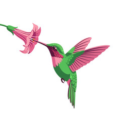 Obraz premium Elegant Hummingbird Illustration Sipping Nectar from a Pink Flower