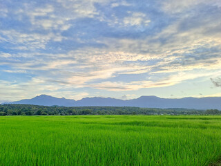 Fototapeta premium green field and blue sky