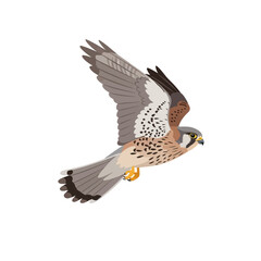 Fototapeta premium American Kestrel Vector Illustration in Flight on White Background