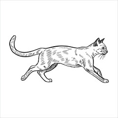 Fototapeta premium A sketch of a domestic cat walking gracefully. The cat has a slender body, pointed ears, and a long tail. Its fur is depicted with fine lines, showcasing its agility.