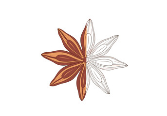 A beautiful star anise spice with half a colorful illustration and half a line drawing on a white background.