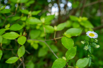 森の縁で咲くハルジオン