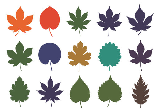 A collection of colorful and diverse autumn leaves in various shapes and sizes.