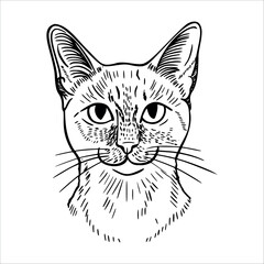 A detailed line drawing of a domestic cat's face. The cat has large eyes, a prominent nose, and distinct whiskers. Its fur is illustrated with fine lines.