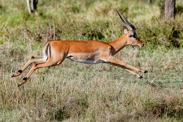 Impala jumping
