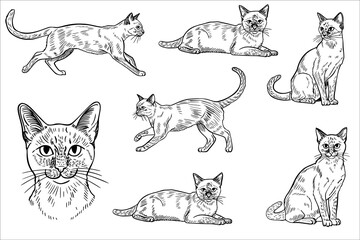 A collection of hand-drawn sketches of cats in various poses. The cats are depicted in a realistic style, showcasing their features and movements.