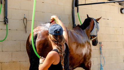 Caring for horses through grooming and organization