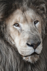 The South African Lion (Panthera leo krugeri) 