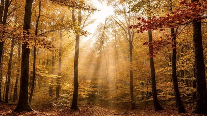 Sunbeams Pierce Through Autumn Forest Canopy in Golden Light fall woods