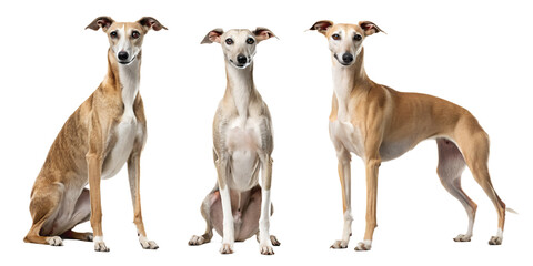 Realistic Greyhounds and Whippets PNG Set &ndash; Isolated on Transparent Background