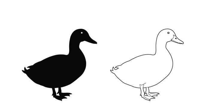 A side by side comparison of a duck in silhouette and line art