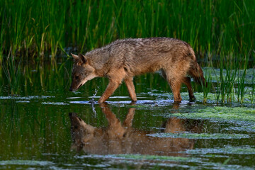 European jackal // Europäischer Goldschakal (Canis aureus moreoticus)