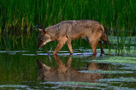 European jackal // Europ&auml;ischer Goldschakal (Canis aureus moreoticus)