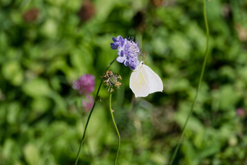 Common brimstone butterfly (Gonepteryx rhamni) sitting on a small scabious in Zurich, Switzerland