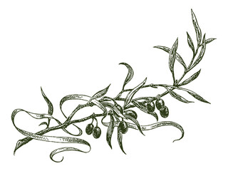 Olive twig with ribbon, successes symbol, award, vector hand drawn illustration isolated white background