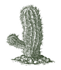 One desert cactus, evergreen plant, realistic hand drawing, vector illustration isolated white background