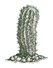 Single desert cactus, evergreen plant, realistic hand drawing, vector illustration isolated white background