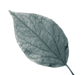 High quality PNG of leaf showing detailed veins and natural texture on transparent background.